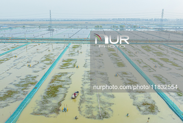 A staff member puts feed into a crab pond at a crab breeding base in Suqian, Jiangsu province, China, on December 4, 2024. 