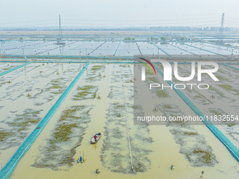 A staff member puts feed into a crab pond at a crab breeding base in Suqian, Jiangsu province, China, on December 4, 2024. (