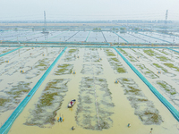 A staff member puts feed into a crab pond at a crab breeding base in Suqian, Jiangsu province, China, on December 4, 2024. (