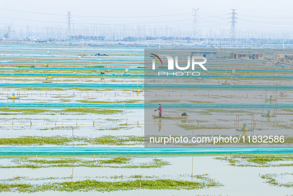 A staff member puts feed into a crab pond at a crab breeding base in Suqian, Jiangsu province, China, on December 4, 2024. 