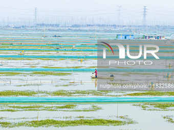 A staff member puts feed into a crab pond at a crab breeding base in Suqian, Jiangsu province, China, on December 4, 2024. (