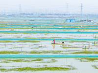 A staff member puts feed into a crab pond at a crab breeding base in Suqian, Jiangsu province, China, on December 4, 2024. (