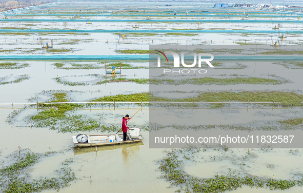 A staff member puts feed into a crab pond at a crab breeding base in Suqian, Jiangsu province, China, on December 4, 2024. 