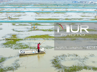 A staff member puts feed into a crab pond at a crab breeding base in Suqian, Jiangsu province, China, on December 4, 2024. (