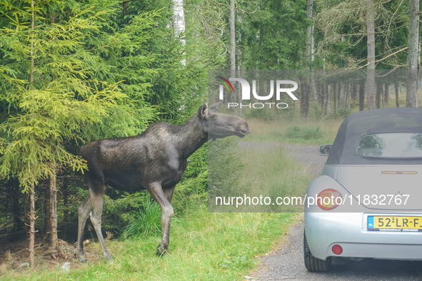 Mose is seen on the Moose farm of Smalandet in Markaryd, Sweden, on August 8, 2024. On the farm, people drive a 3 km long forest road in the...