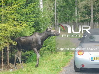 Mose is seen on the Moose farm of Smalandet in Markaryd, Sweden, on August 8, 2024. On the farm, people drive a 3 km long forest road in the...