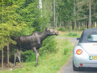 Mose is seen on the Moose farm of Smalandet in Markaryd, Sweden, on August 8, 2024. On the farm, people drive a 3 km long forest road in the...