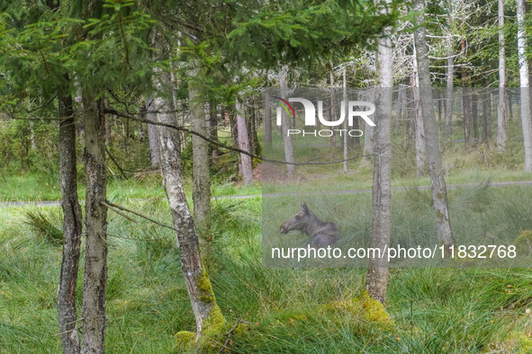 Mose is seen on the Moose farm of Smalandet in Markaryd, Sweden, on August 8, 2024. On the farm, people drive a 3 km long forest road in the...