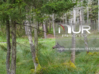 Mose is seen on the Moose farm of Smalandet in Markaryd, Sweden, on August 8, 2024. On the farm, people drive a 3 km long forest road in the...