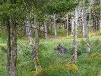 Mose is seen on the Moose farm of Smalandet in Markaryd, Sweden, on August 8, 2024. On the farm, people drive a 3 km long forest road in the...