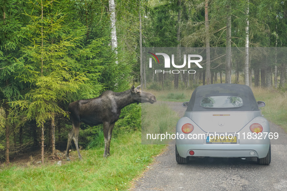 Mose is seen on the Moose farm of Smalandet in Markaryd, Sweden, on August 8, 2024. On the farm, people drive a 3 km long forest road in the...