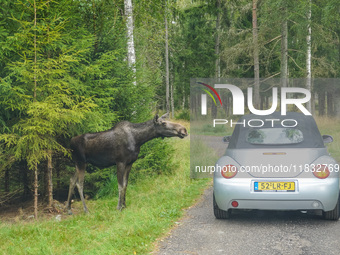 Mose is seen on the Moose farm of Smalandet in Markaryd, Sweden, on August 8, 2024. On the farm, people drive a 3 km long forest road in the...