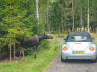 Mose is seen on the Moose farm of Smalandet in Markaryd, Sweden, on August 8, 2024. On the farm, people drive a 3 km long forest road in the...