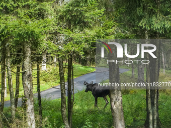 Mose is seen on the Moose farm of Smalandet in Markaryd, Sweden, on August 8, 2024. On the farm, people drive a 3 km long forest road in the...