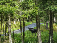 Mose is seen on the Moose farm of Smalandet in Markaryd, Sweden, on August 8, 2024. On the farm, people drive a 3 km long forest road in the...