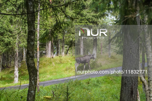 Mose is seen on the Moose farm of Smalandet in Markaryd, Sweden, on August 8, 2024. On the farm, people drive a 3 km long forest road in the...