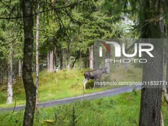 Mose is seen on the Moose farm of Smalandet in Markaryd, Sweden, on August 8, 2024. On the farm, people drive a 3 km long forest road in the...