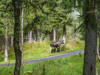 Mose is seen on the Moose farm of Smalandet in Markaryd, Sweden, on August 8, 2024. On the farm, people drive a 3 km long forest road in the...