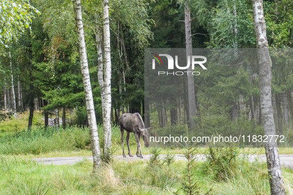 Mose is seen on the Moose farm of Smalandet in Markaryd, Sweden, on August 8, 2024. On the farm, people drive a 3 km long forest road in the...