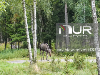 Mose is seen on the Moose farm of Smalandet in Markaryd, Sweden, on August 8, 2024. On the farm, people drive a 3 km long forest road in the...