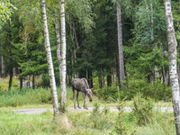 Mose is seen on the Moose farm of Smalandet in Markaryd, Sweden, on August 8, 2024. On the farm, people drive a 3 km long forest road in the...