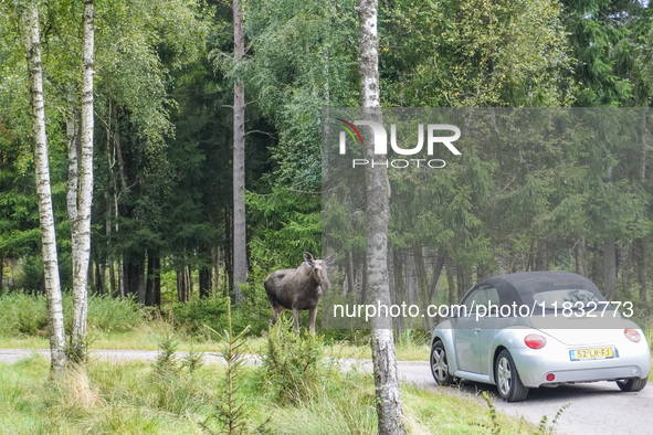 Mose is seen on the Moose farm of Smalandet in Markaryd, Sweden, on August 8, 2024. On the farm, people drive a 3 km long forest road in the...