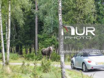 Mose is seen on the Moose farm of Smalandet in Markaryd, Sweden, on August 8, 2024. On the farm, people drive a 3 km long forest road in the...