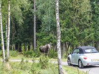 Mose is seen on the Moose farm of Smalandet in Markaryd, Sweden, on August 8, 2024. On the farm, people drive a 3 km long forest road in the...