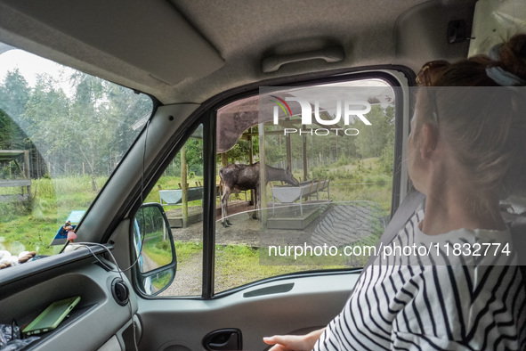 Mose is seen on the Moose farm of Smalandet in Markaryd, Sweden, on August 8, 2024. On the farm, people drive a 3 km long forest road in the...