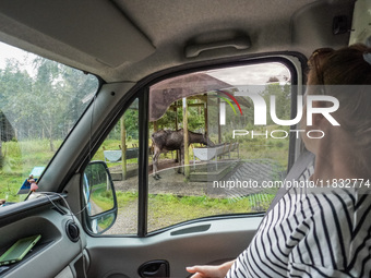 Mose is seen on the Moose farm of Smalandet in Markaryd, Sweden, on August 8, 2024. On the farm, people drive a 3 km long forest road in the...