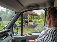 Mose is seen on the Moose farm of Smalandet in Markaryd, Sweden, on August 8, 2024. On the farm, people drive a 3 km long forest road in the...