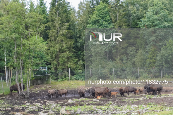 American bison are seen in Markaryd, Sweden, on the Moose farm of Smalandet on August 8, 2024. In the area of the farm, people can drive a 3...