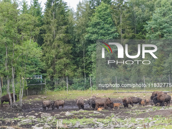 American bison are seen in Markaryd, Sweden, on the Moose farm of Smalandet on August 8, 2024. In the area of the farm, people can drive a 3...