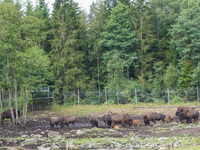 American bison are seen in Markaryd, Sweden, on the Moose farm of Smalandet on August 8, 2024. In the area of the farm, people can drive a 3...