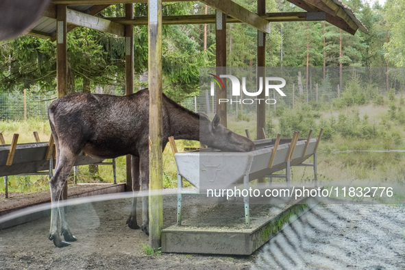 Mose is seen on the Moose farm of Smalandet in Markaryd, Sweden, on August 8, 2024. On the farm, people drive a 3 km long forest road in the...