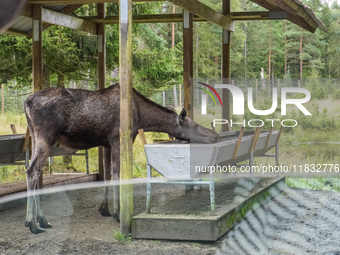 Mose is seen on the Moose farm of Smalandet in Markaryd, Sweden, on August 8, 2024. On the farm, people drive a 3 km long forest road in the...