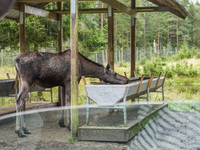 Mose is seen on the Moose farm of Smalandet in Markaryd, Sweden, on August 8, 2024. On the farm, people drive a 3 km long forest road in the...