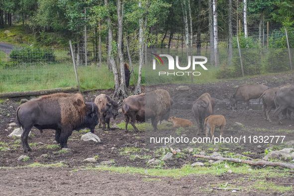 American bison are seen in Markaryd, Sweden, on the Moose farm of Smalandet on August 8, 2024. In the area of the farm, people can drive a 3...