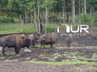 American bison are seen in Markaryd, Sweden, on the Moose farm of Smalandet on August 8, 2024. In the area of the farm, people can drive a 3...