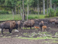 American bison are seen in Markaryd, Sweden, on the Moose farm of Smalandet on August 8, 2024. In the area of the farm, people can drive a 3...