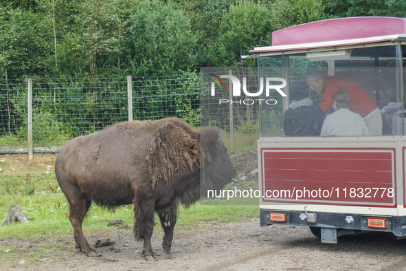 American bison are seen in Markaryd, Sweden, on the Moose farm of Smalandet on August 8, 2024. In the area of the farm, people can drive a 3...