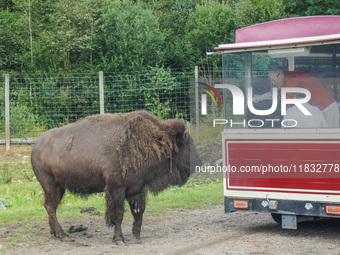 American bison are seen in Markaryd, Sweden, on the Moose farm of Smalandet on August 8, 2024. In the area of the farm, people can drive a 3...