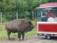 American bison are seen in Markaryd, Sweden, on the Moose farm of Smalandet on August 8, 2024. In the area of the farm, people can drive a 3...