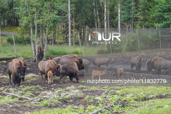 American bison are seen in Markaryd, Sweden, on the Moose farm of Smalandet on August 8, 2024. In the area of the farm, people can drive a 3...