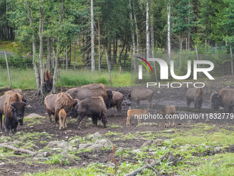 American bison are seen in Markaryd, Sweden, on the Moose farm of Smalandet on August 8, 2024. In the area of the farm, people can drive a 3...