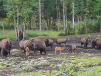 American bison are seen in Markaryd, Sweden, on the Moose farm of Smalandet on August 8, 2024. In the area of the farm, people can drive a 3...