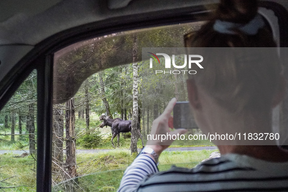 Mose is seen on the Moose farm of Smalandet in Markaryd, Sweden, on August 8, 2024. On the farm, people drive a 3 km long forest road in the...