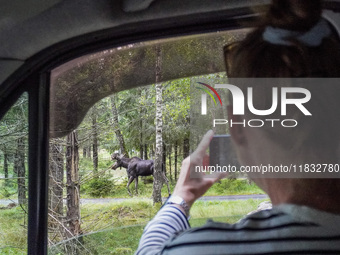 Mose is seen on the Moose farm of Smalandet in Markaryd, Sweden, on August 8, 2024. On the farm, people drive a 3 km long forest road in the...