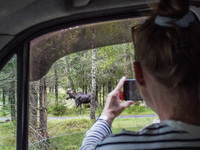 Mose is seen on the Moose farm of Smalandet in Markaryd, Sweden, on August 8, 2024. On the farm, people drive a 3 km long forest road in the...