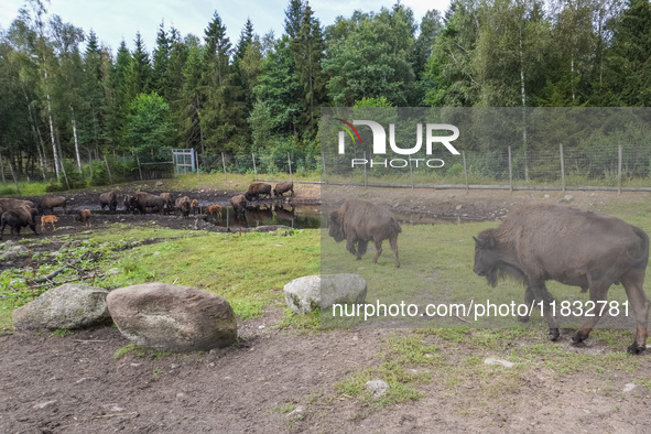 American bison are seen in Markaryd, Sweden, on the Moose farm of Smalandet on August 8, 2024. In the area of the farm, people can drive a 3...